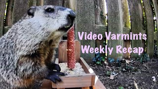 Video Varmints Weekly Recap Volume 5 [upl. by Gemmell245]