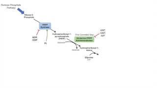 Purine Synthesis and Salvage Pathway [upl. by Reizarf]