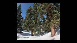 Montezuma Bowl Treebashin skiing abasin skiresorts ski [upl. by Brace357]