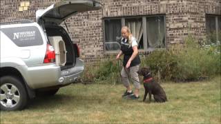 Coco Chocolate Labrador Retriever Dog Training Video [upl. by Alyakem]