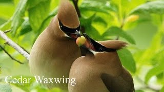 Beautiful Waxwing  Birdsong Waxwing Call [upl. by Alisan461]