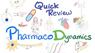 Pharmacodynamics  What the med does to your body  Quick Review  Pharmacology Lectures [upl. by Llesig630]