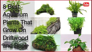 8 Best Aquarium Plants That Grow On Driftwood and Rock [upl. by Naivat]