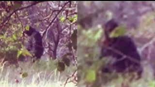 Oklahoma Bigfoot Photos 2000 [upl. by Llednav]