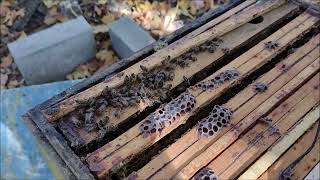 Kontrola wybranych uli Akademia pszczelnictwa w SJS241022 Honeybees in hive How to heat a beehive [upl. by Swetiana]