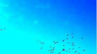 032171454 birds flying blue fantasy sky [upl. by Sternlight259]