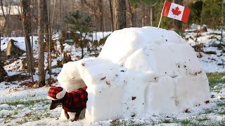 Crusoe Gets his BarkBox Delivered to his Igloo in Canada  with Free Shipping [upl. by Haididej1]