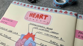 Heart anatomy with stickers  My notes [upl. by Ainirtak]