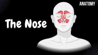 Nasal Anatomy Cartilage Nasal Cavity Sinuses Meatuses Nasal Mucosa [upl. by Shurwood123]