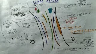 Linea aspera 6 Diagram Femur bone  TCML [upl. by Rolland856]