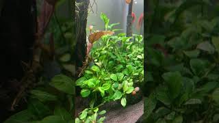 27923 Sundadanio axelrodi in Anubias forest aquarium fish nature anubias [upl. by Nnair]