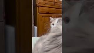 これなに猫🐱 子猫 猫動画 猫のいる生活 猫 もふもふ 猫のいる暮らし 猫好き 猫好きさんと繋がりたい ねこ बिल्ली cat shorts catshorts [upl. by Naida]