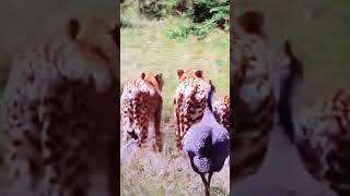 Curious fowls follow cheetahs [upl. by Iila]