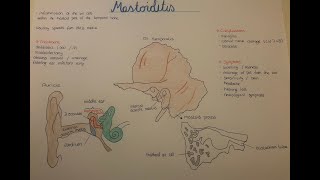 Mastoiditis etiology and pathogenesis Ear and Temporal bone anatomy [upl. by Brendis23]