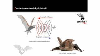 Lorientamento dei pipistrelli [upl. by Schoening]