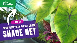 Shade net your greenhouse for healthier plants here’s why [upl. by Sarazen]