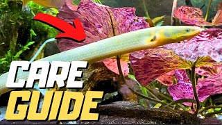 Rope Fish  Reedfish Care Guide [upl. by Kaehpos]