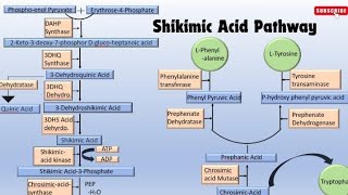 Detailed note on Shikimic Acid Pathway part1 [upl. by Dorinda]