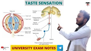 Taste Sensation  Special Sense Physiology  MBBS  BDS  BMLT  DMLT  Nursing lecturers [upl. by Rimma527]