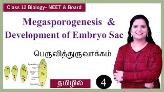 Megasporogenesis amp Development of Embryo Sac [upl. by Reivaxe2]