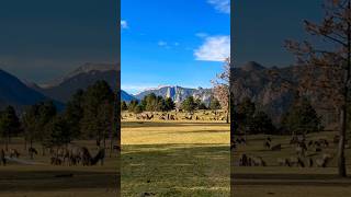 Elk in Estes Park elk estespark wildlife [upl. by Gnahc]