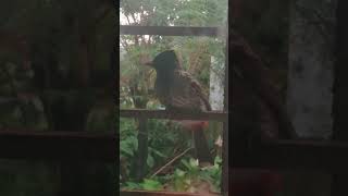 Little bird trying to build nest in my window  birds wildlifephotography viralvideo shorts [upl. by Anialem]