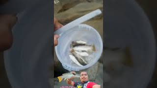 Catch amp Cook fishcatching fishing fish tanjungaru [upl. by Ahsieyn]