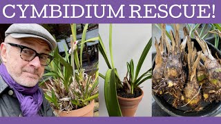 Cymbidium rescue amp repot Dividing and repotting a massive old Cymbidium plant from an old garden [upl. by Hutchins]