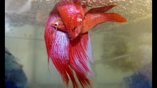 BETTA FISH MATING MUST WATCH [upl. by Annaj263]