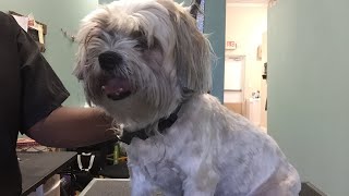 Dog grooming for beginners part 2 of 3 [upl. by Annaihr469]