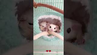 A girl saved little sugar gliders in a storm sugarglider loveanimals shorts [upl. by Attiuqahs]