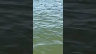 Alligator spotted off shore of Lake Erie [upl. by Doowyah553]