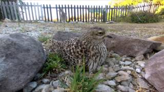 Spotted Thickknee Dikkop Stonecurlew guarding eggs Gopro Hero 3 [upl. by Bennir673]