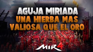 Desbloquear MISTERIO UNA HIERBA MÁS VALIOSA QUE EL ORO  Aguja Miríada  MIR4 [upl. by Nomrej698]