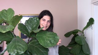 Fiddle Leaf Fig Repotting And Care Guide Tips for Thriving Ficus Lyrata [upl. by Caia8]