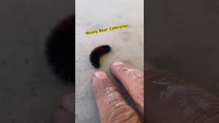 Woolly bear caterpillar does this predict the winter [upl. by Cowen932]