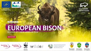 European bison release Southern Carpathians  Rewilding Europe  Rewilding Romania  WWF Romania [upl. by Enorahs]