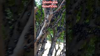 Jabuticaba e seus Benefícios [upl. by Yboj]