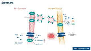 Modulation of ENPP1 Activity amp 2´3´cGAMP Degradation in Ovarian Cancer Cell Lines [upl. by Manya123]