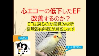 心エコーの低下したEF改善するのか？基礎から感覚的な所を循環器内科医が解説します [upl. by Bengt476]