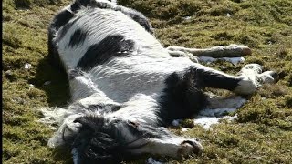 ABANDONED HORSES STARVED TO DEATH EBBW VALE Nr BRECON BEACONS WALES PART 1 Horses [upl. by Couture]