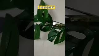 MONSTERA TOP CUTTINGS AVAILABLE AT 50 60CC ecofriendly ecommerce plants garden explore [upl. by Ees753]