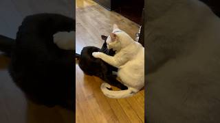 Funny Cat Play Kitty Fun Meow Playful Kittens cats funnyvideo kittycat shorts [upl. by Eveivenej]