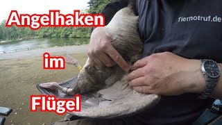 Angelhaken im Flügel  Tiernotruf 92 [upl. by Uhile868]