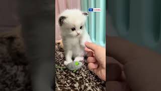 Cutest and adorable cat 17  YM Channel SubscribePlease animals petlover cats dogs PetOwners [upl. by Nnaycnan]