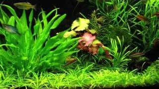 Planted Aquarium lowtech [upl. by Khoury]