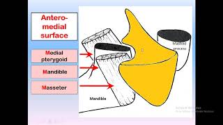 parotid gland anatomy for dental students [upl. by Llerdnek178]