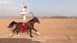 Best Horse RiderAamazing Arab Horse riding [upl. by Disario]