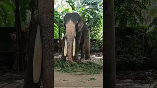 Tusker with long tusksplz subscribe for more videos [upl. by Yanel67]