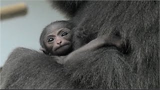 Endangered Baby Silvery Gibbon  Baby Squirrel Monkey  Drill [upl. by Uhile]